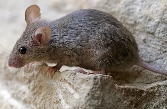 Affordable Rodent Removal South Windsor Solutions