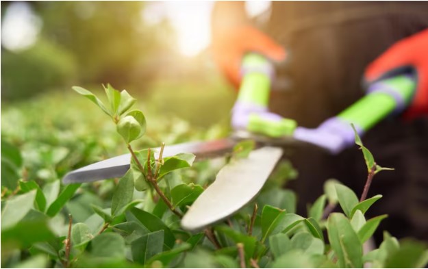 How Tree Trimming Services Keep Your Landscape Well-Maintained Year-Round